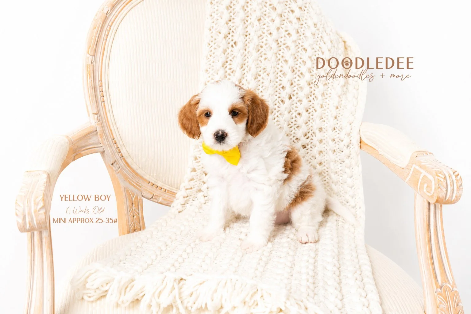 Mini English Goldendoodle AVAILABLE $3,000