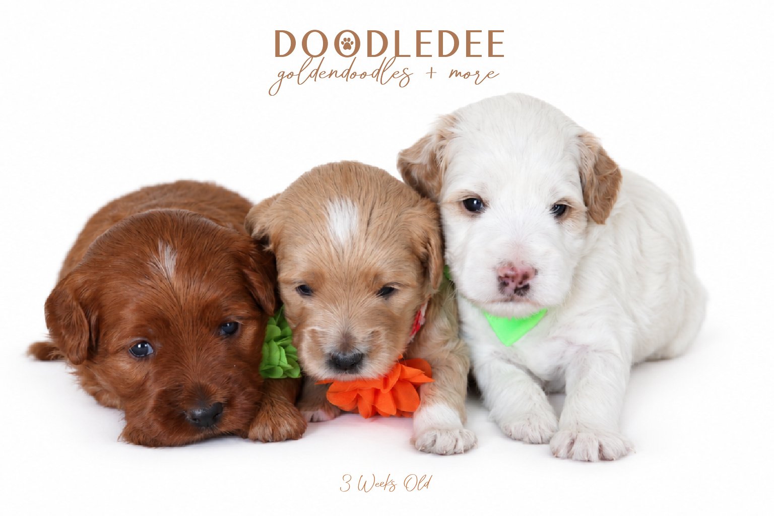 Micro Mini English Goldendoodle | Petite English Goldendoodle