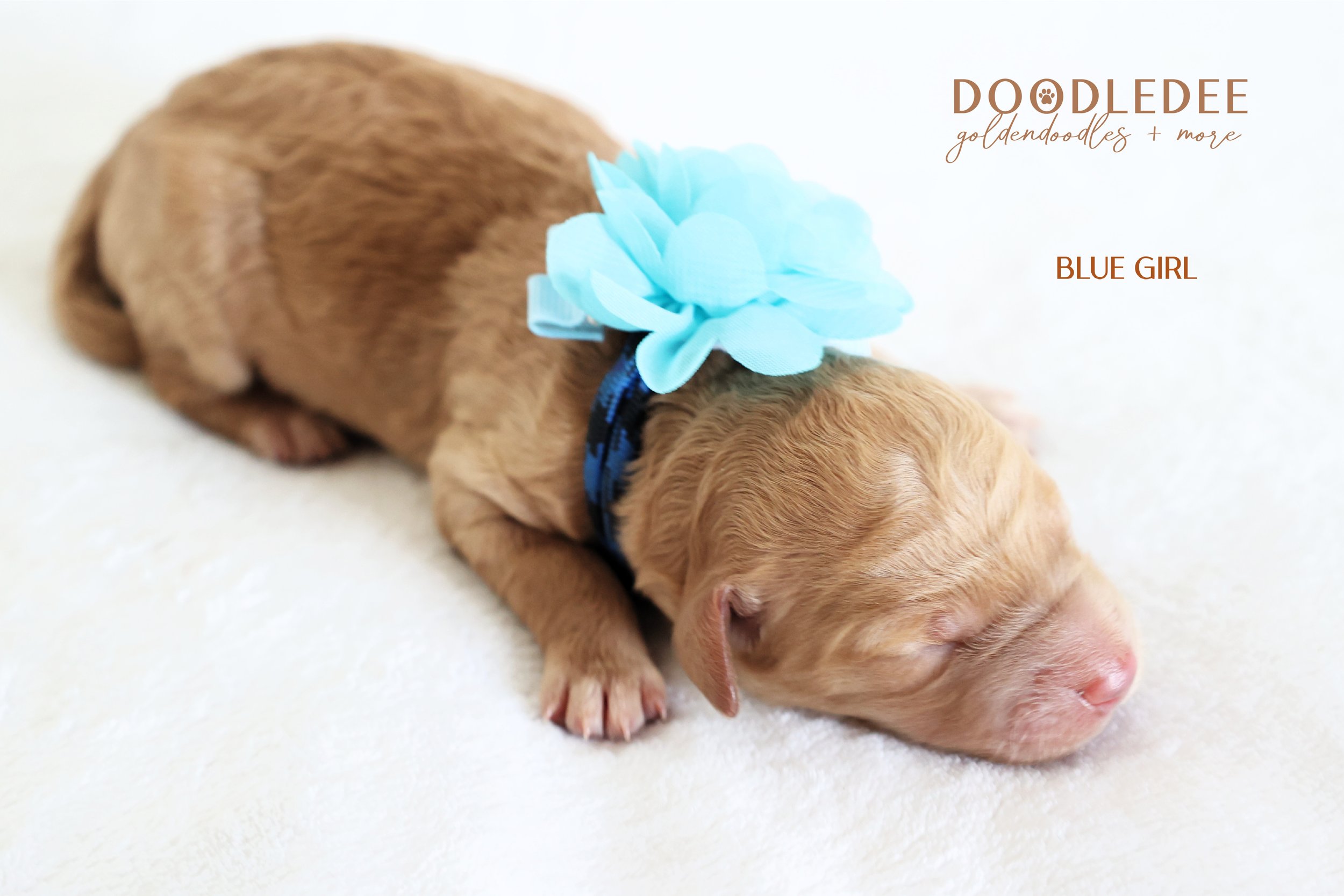 Medium English Goldendoodle | Standard English Goldendoodle
