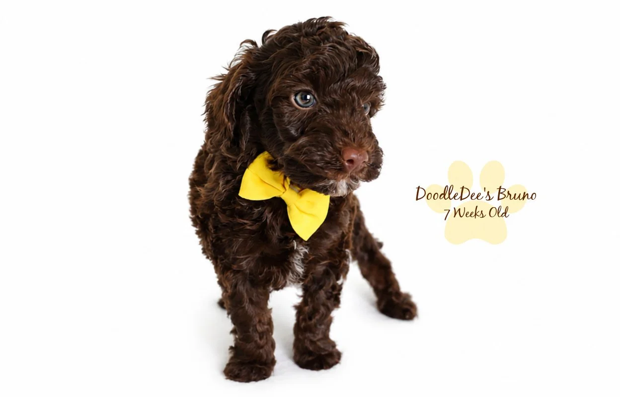 Micro Mini English Goldendoodle