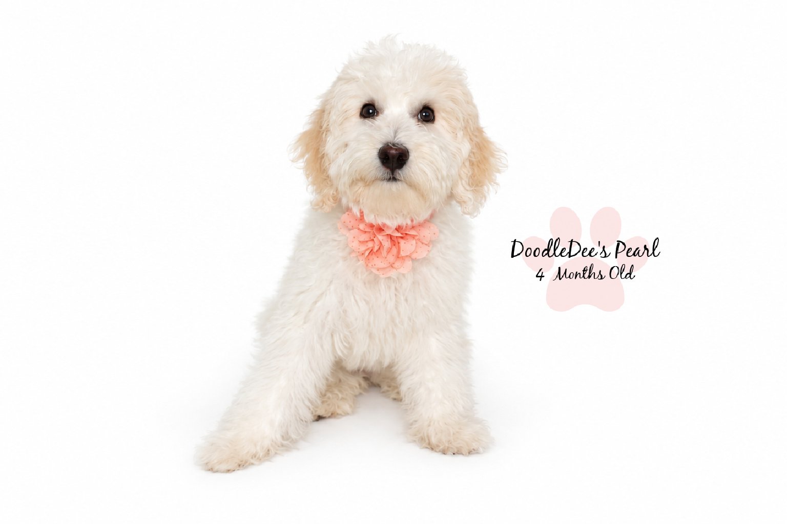 Petite English Cream Goldendoodle
16 Weeks Old 8.5#