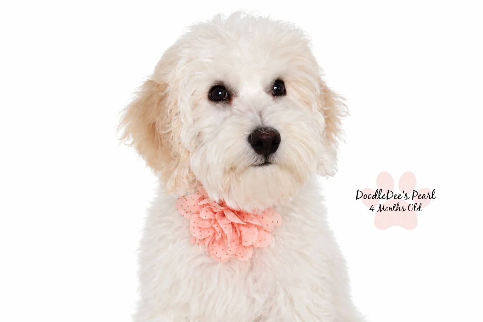 Petite English Cream Goldendoodle
16 Weeks Old 8.5#