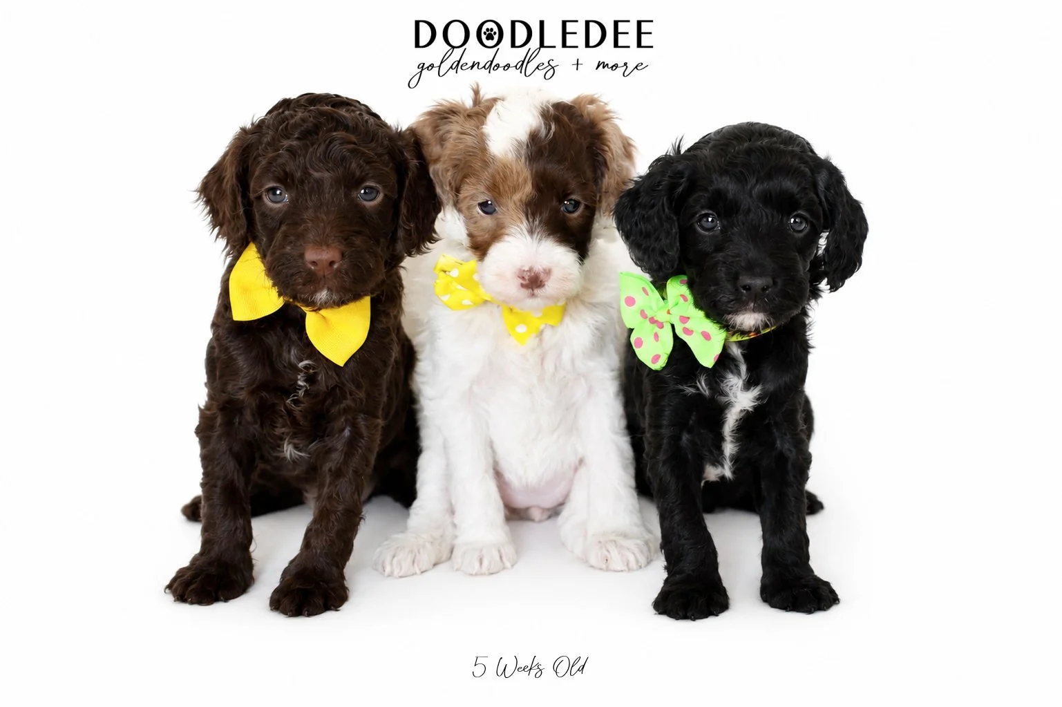 Micro Mini English Goldendoodles BREEDER HOLD