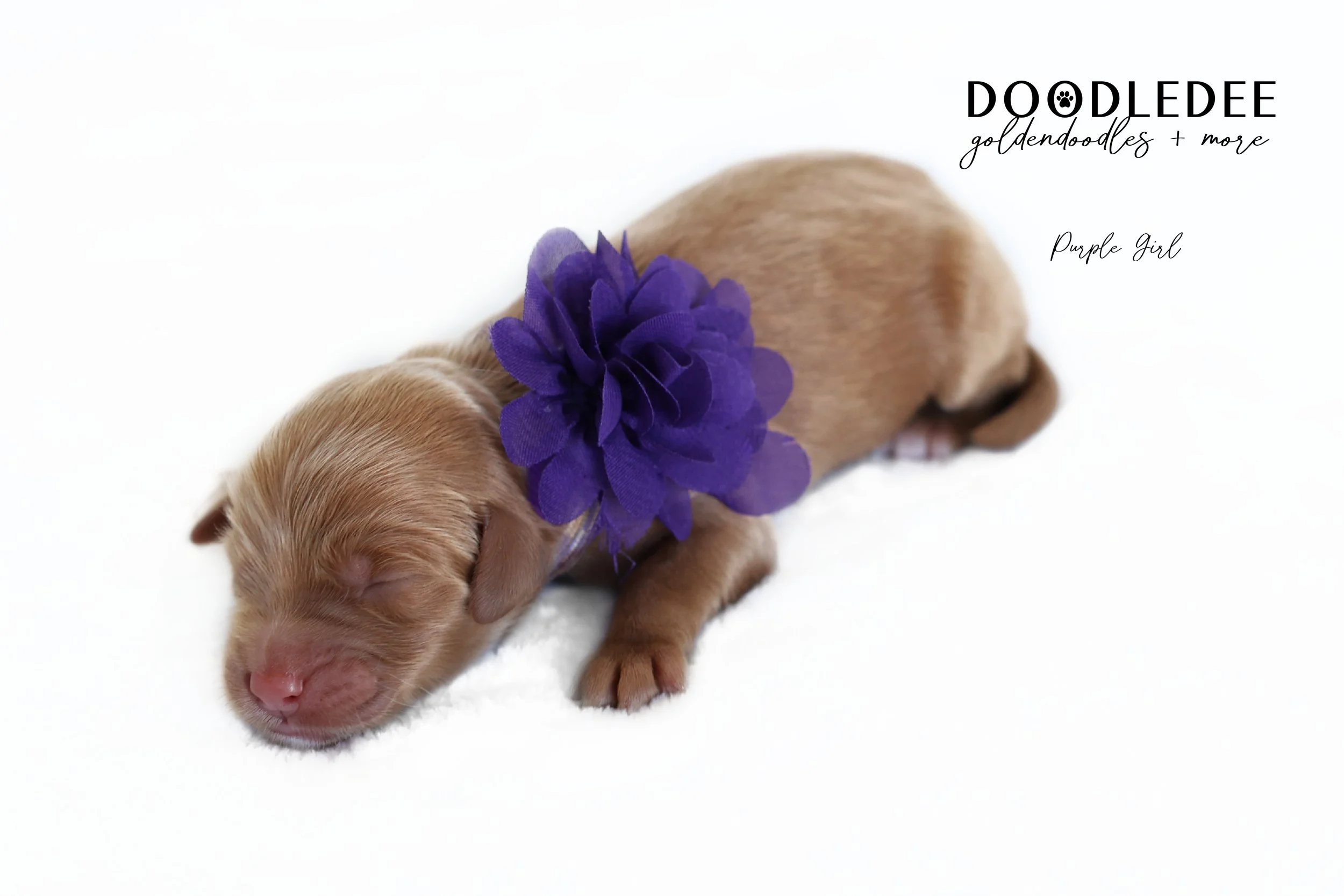 Mini English Goldendoodles