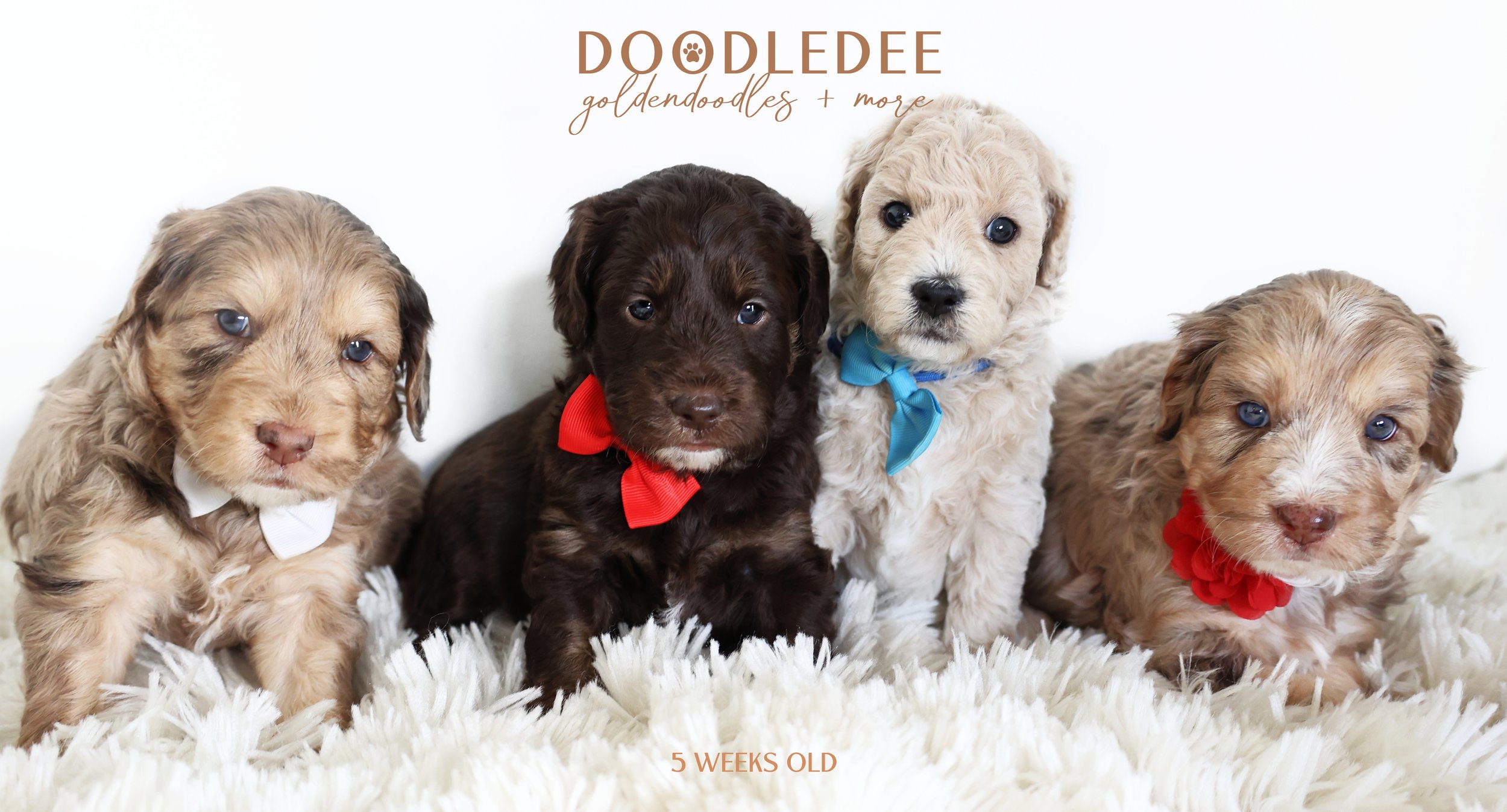 Petite English Goldendoodle | Mini English Goldendoodle