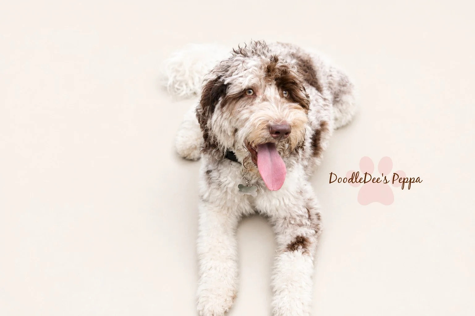 Chocolate Merle English Goldendoodle
