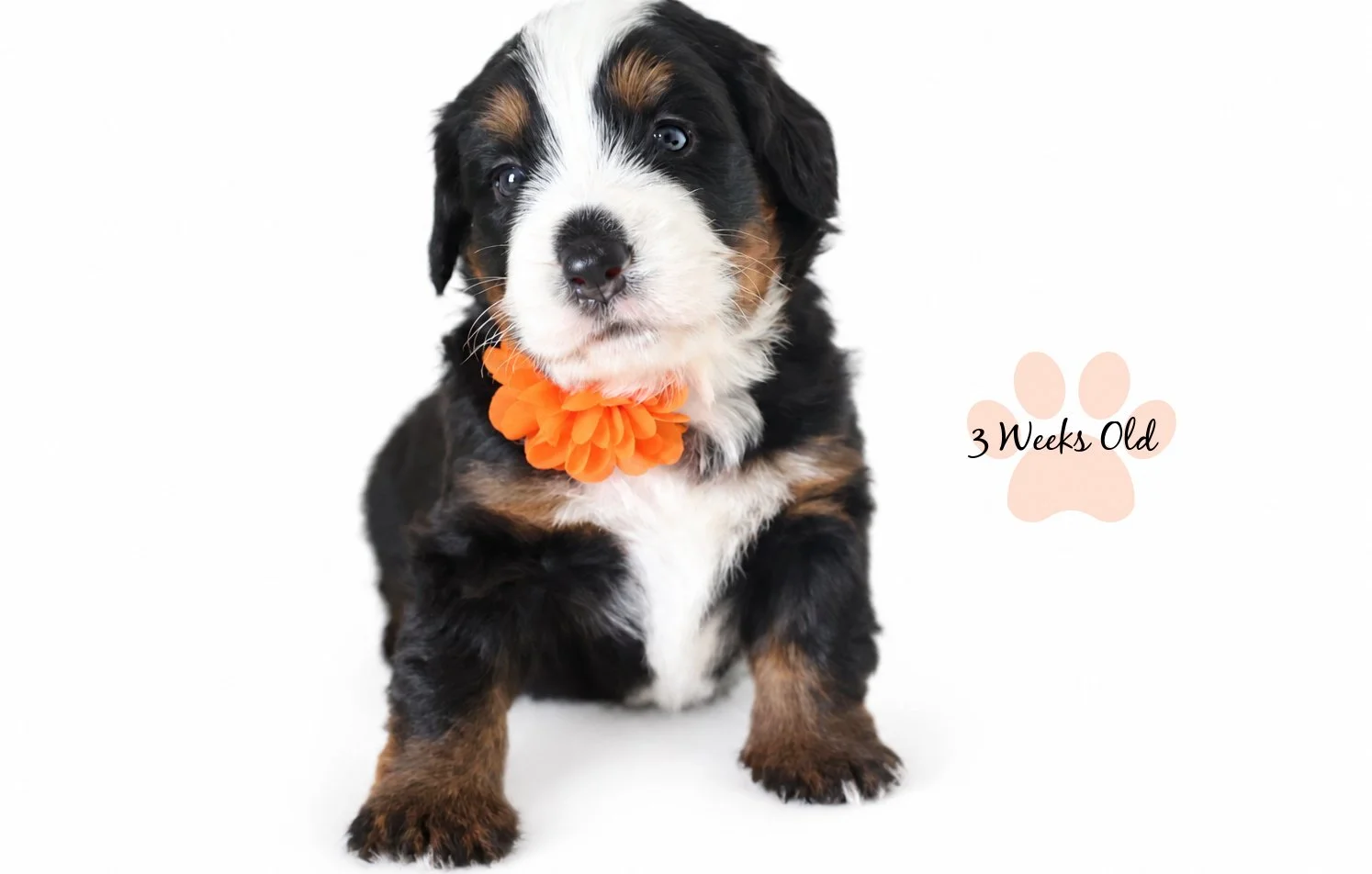 Medium Ultra Bernedoodle | Standard Ultra Bernedoodle 