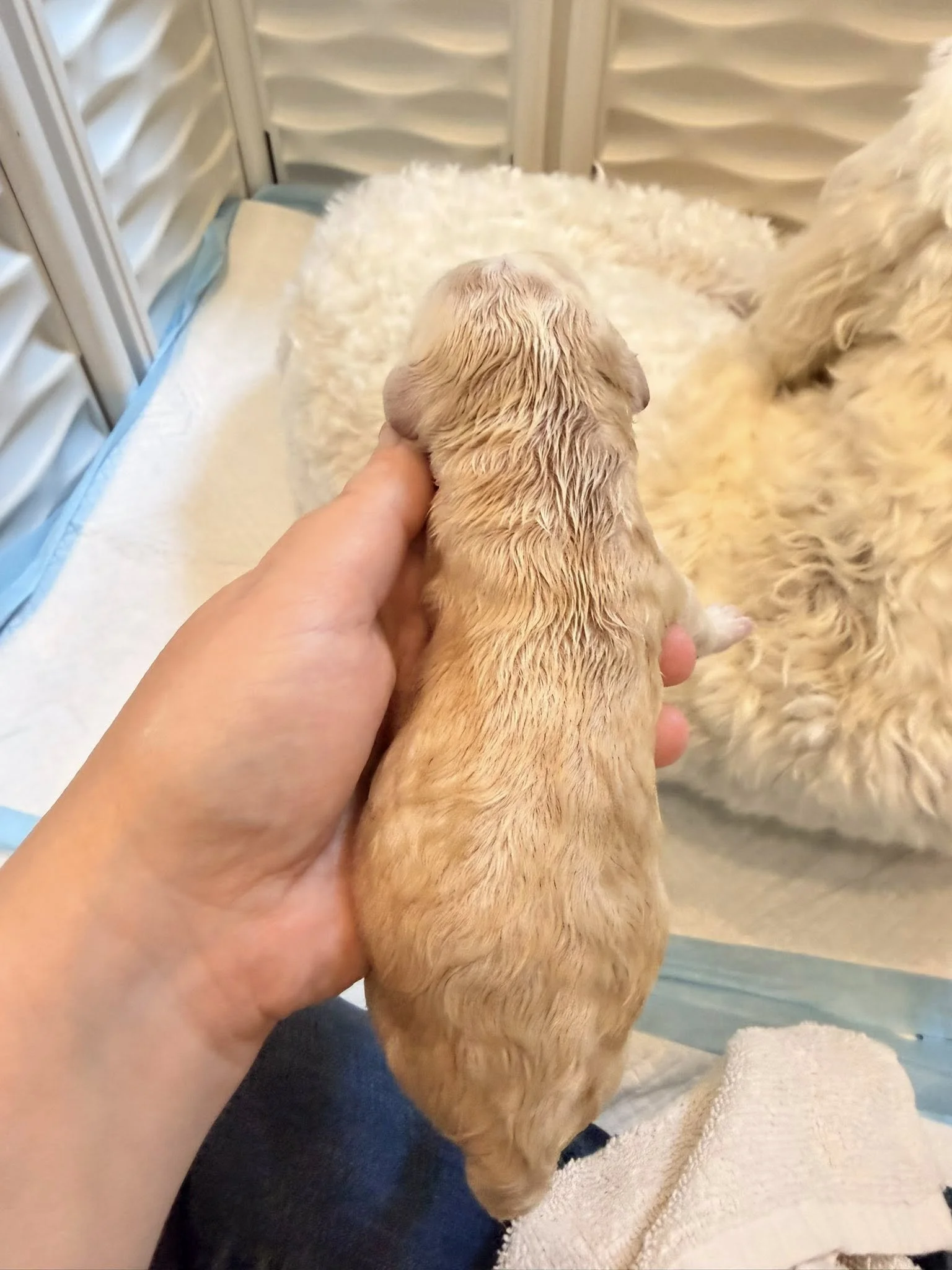 Mini Englsih Goldendoodle Female #1