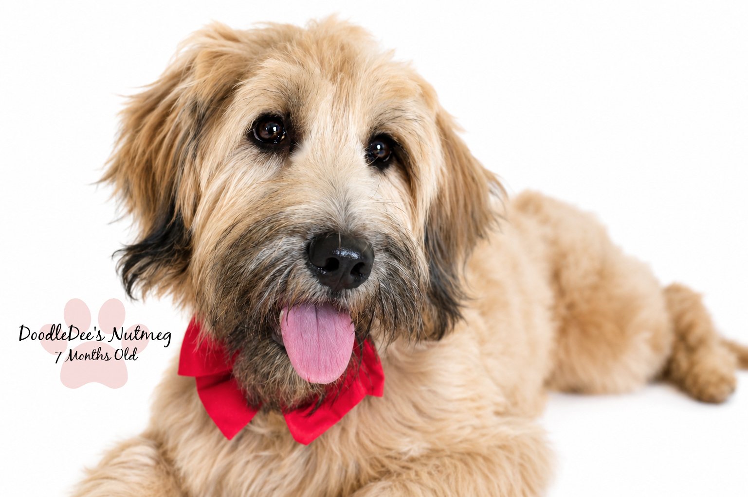 Petite Sable English Goldendoodle 23#