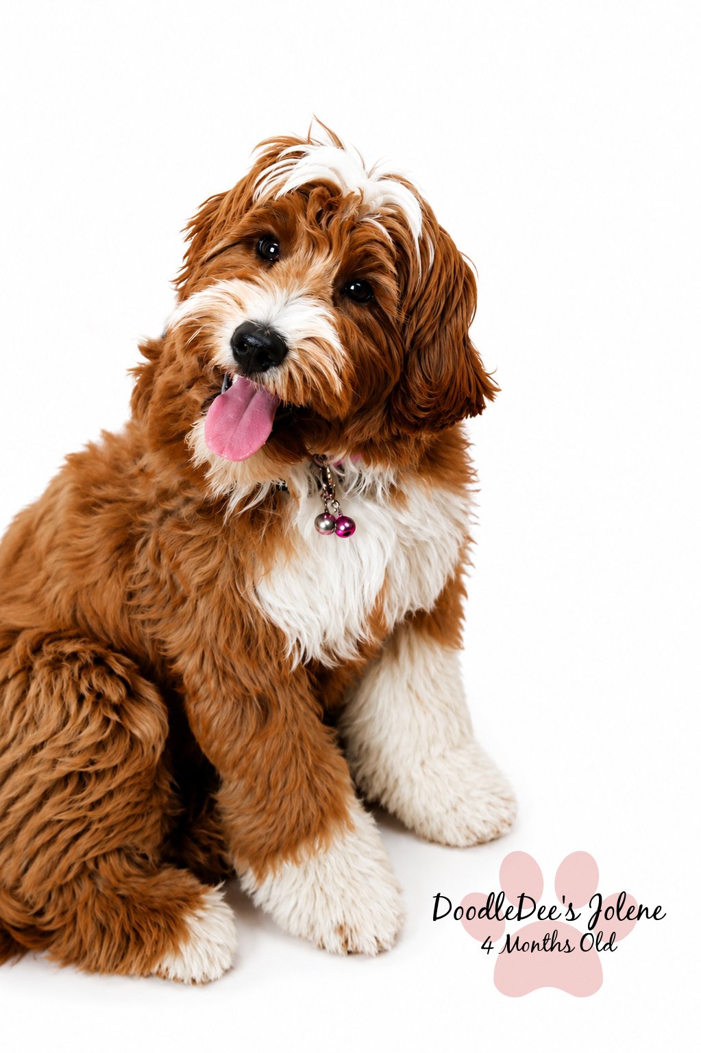 Petite English Goldendoodle 4 Months 15 Lbs