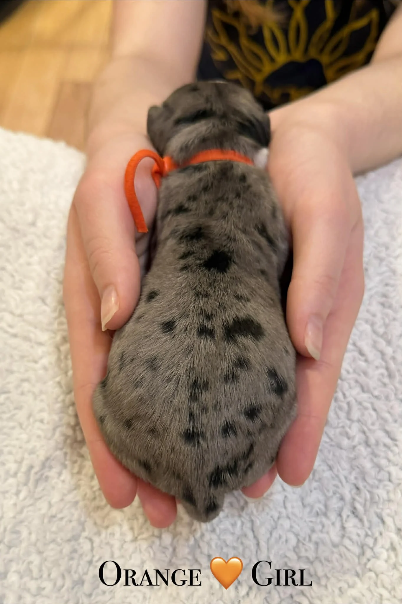 Merle Bernedoodle puppies