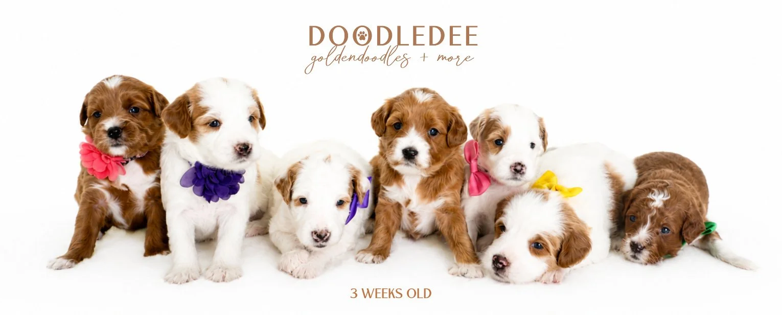 Micro Mini & Petite English Goldendoodle Puppies