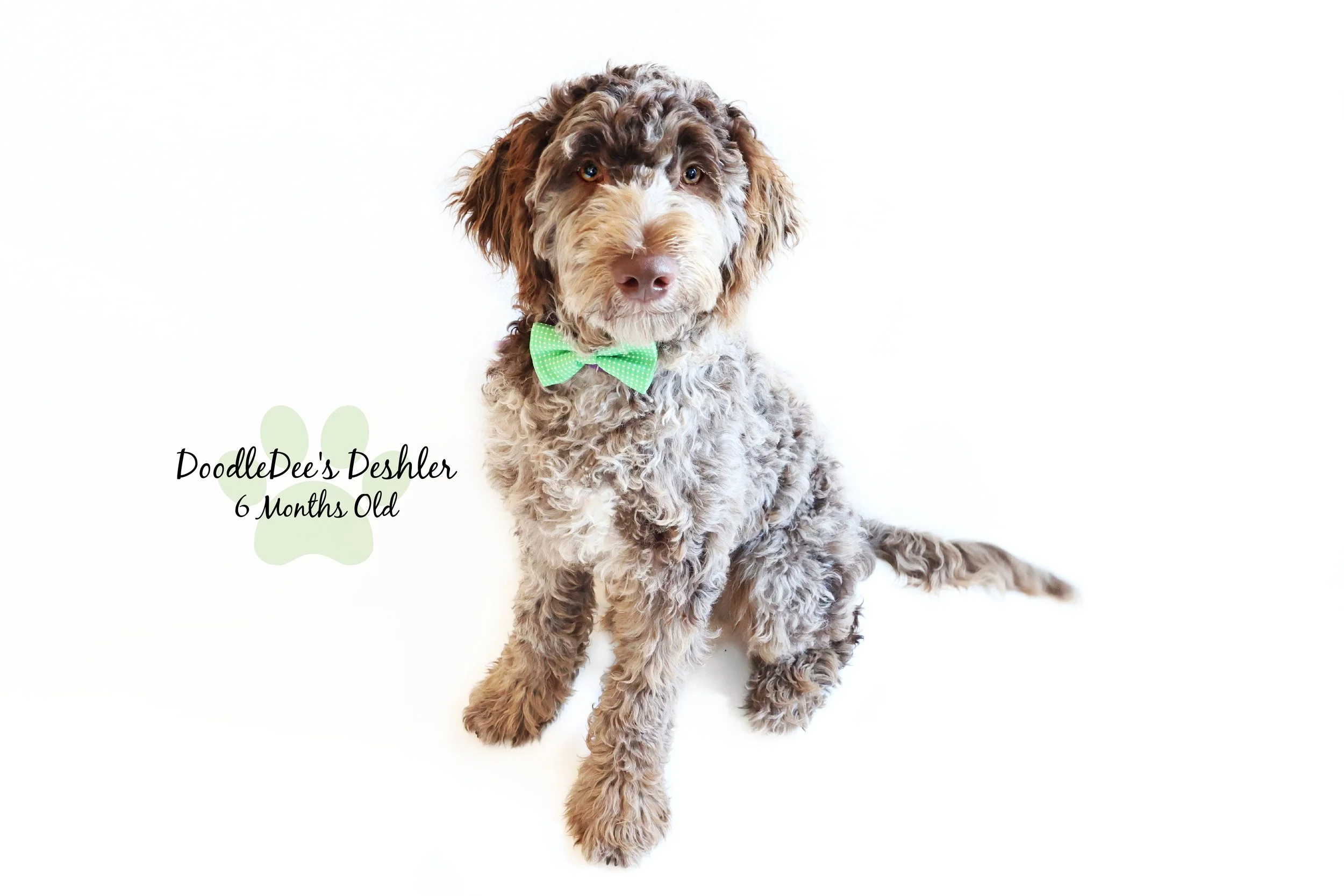 Chocolate Merle Goldendoodle