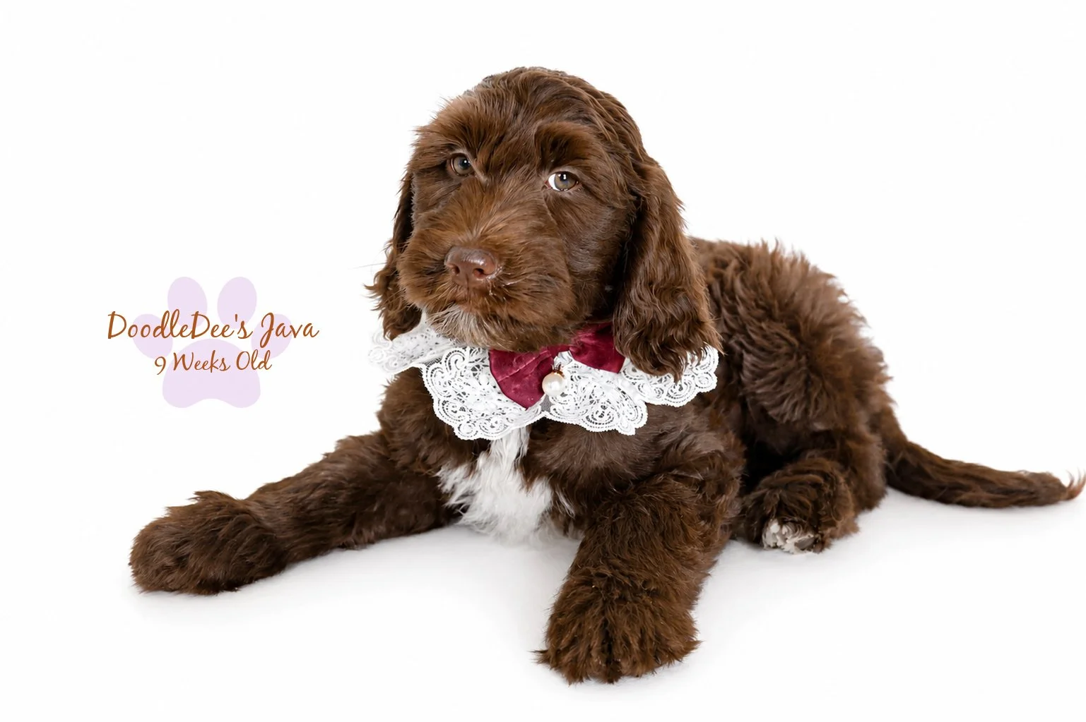 Medium English Goldendoodle Female- JAVA- GUARDIAN OPPORTUNITY
