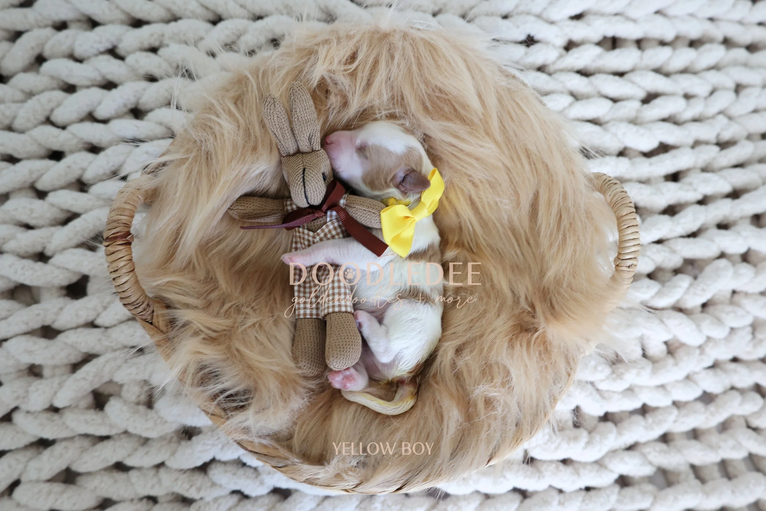 Micro Mini & Petite English Goldendoodle Puppies