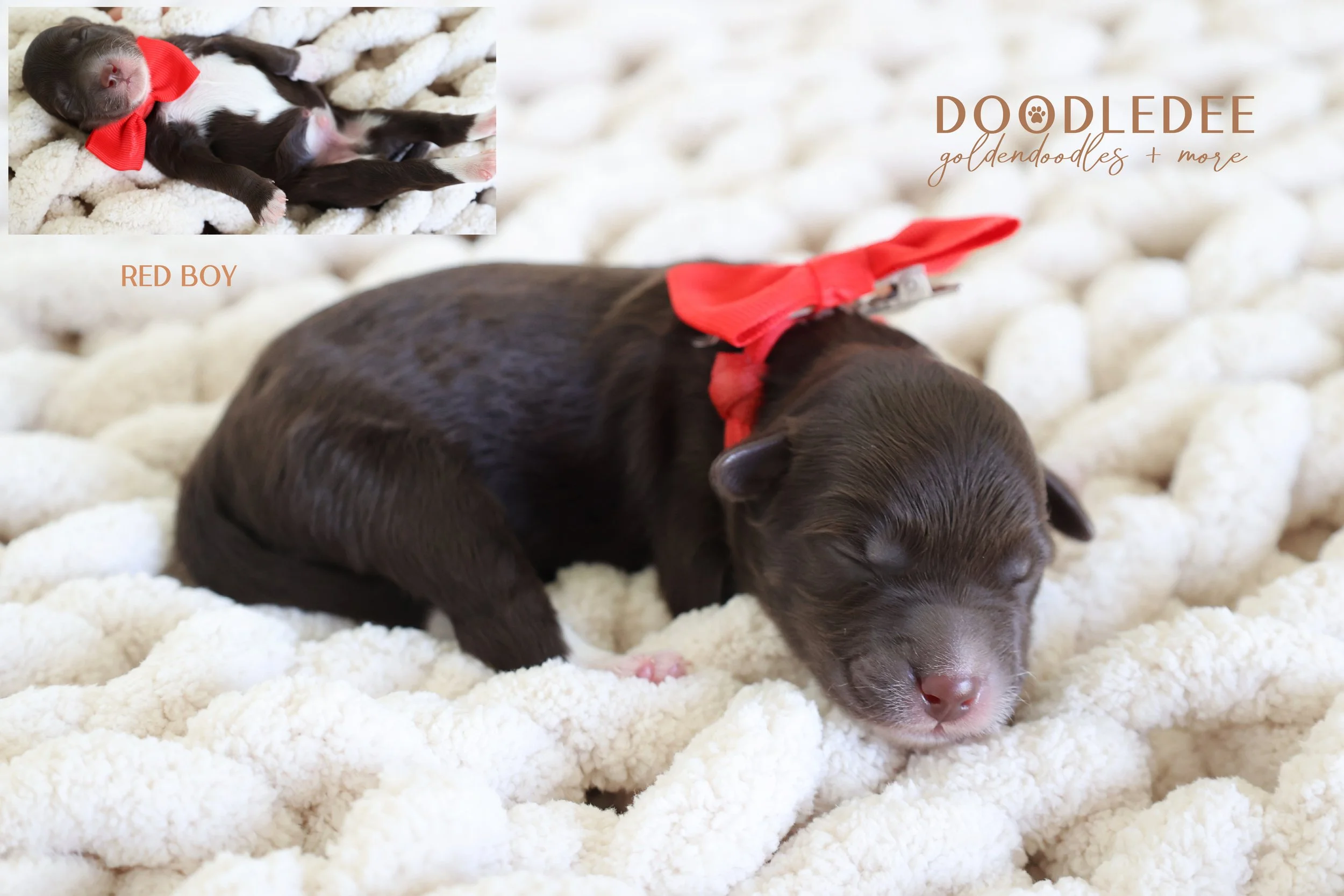 Micro MIni & Petite English Goldendoodles