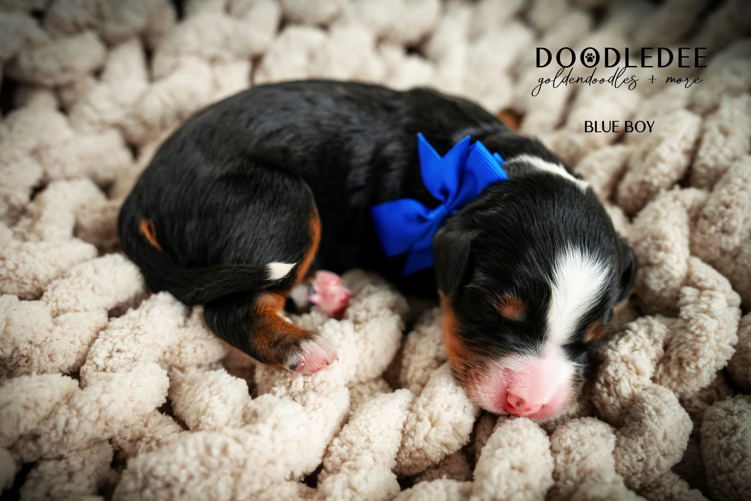 Bernedoodle puppies