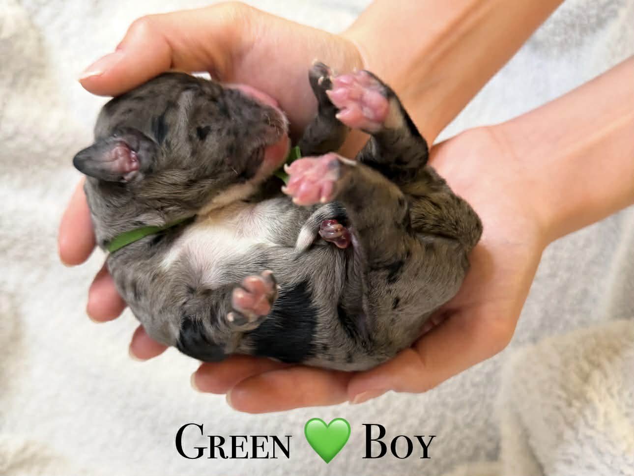 Merle Bernedoodle puppies