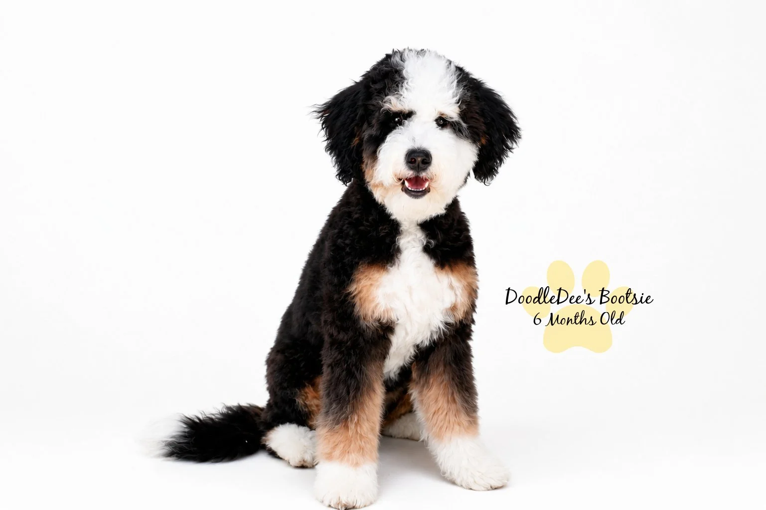 Mini Bernedoodle
