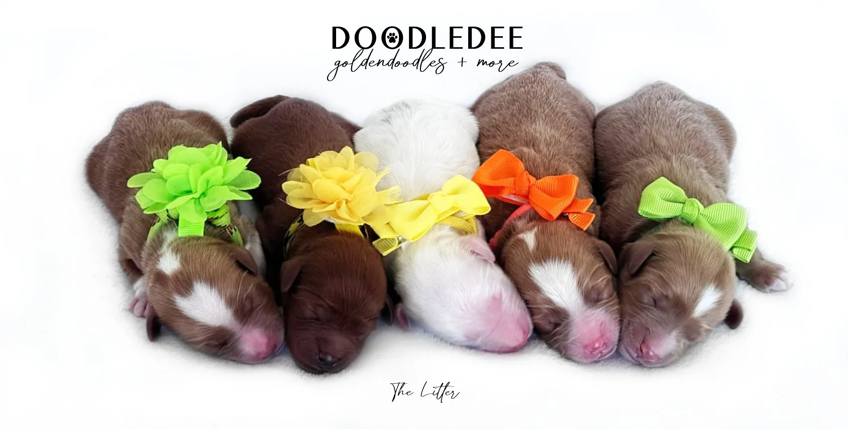 English Goldendoodle Puppies