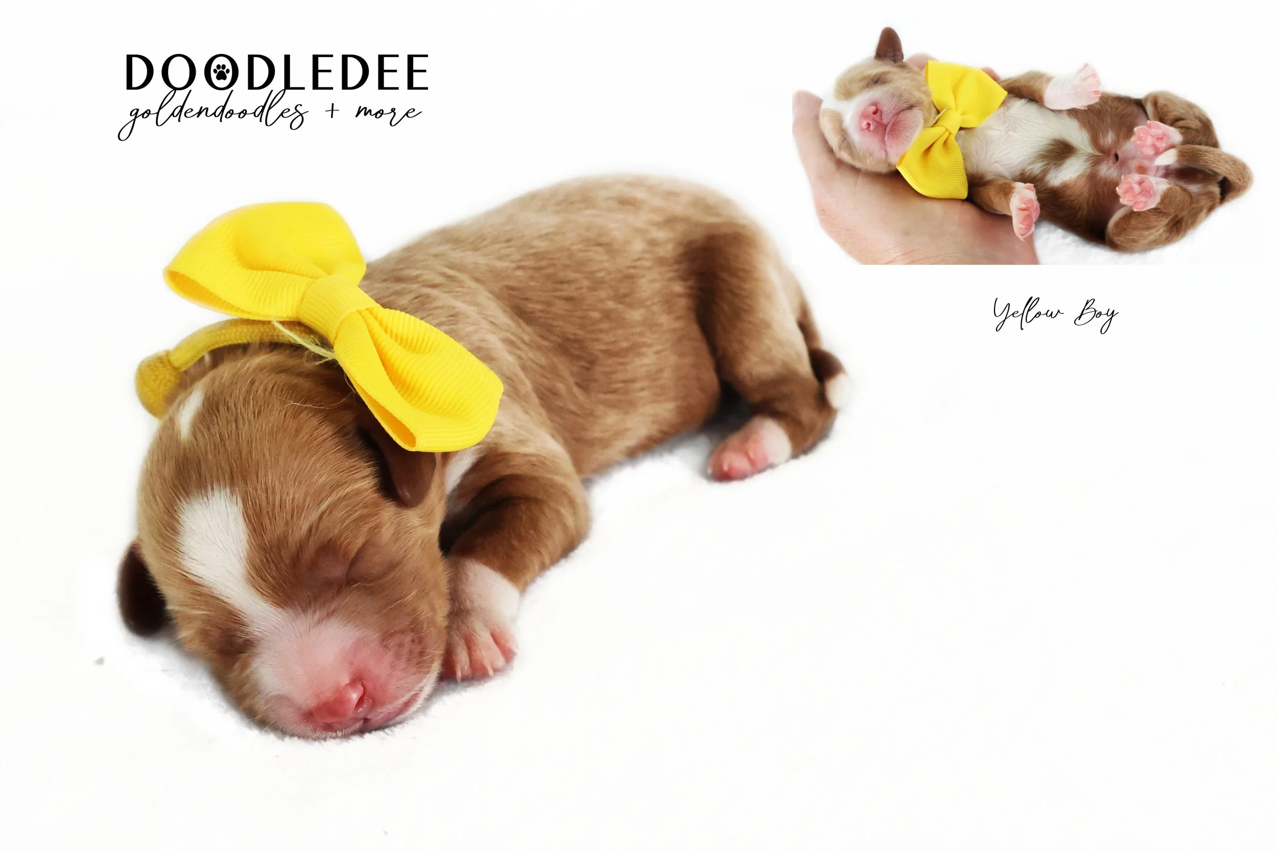 Mini English Goldendoodle