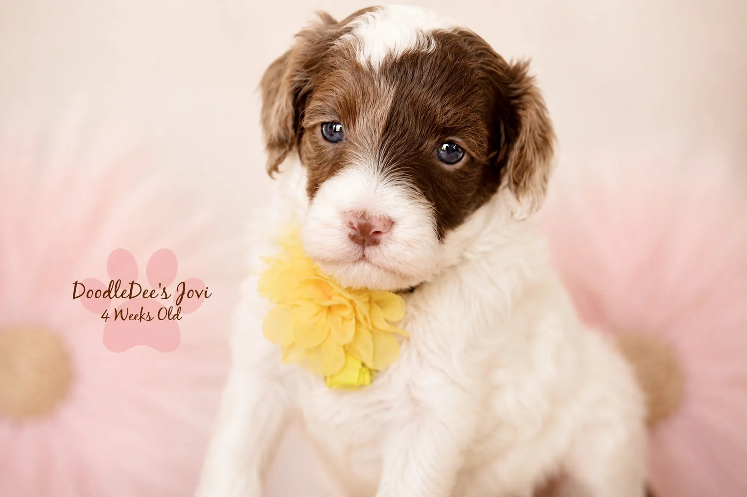 Micro Mini English Goldendoodles BREEDER HOLD