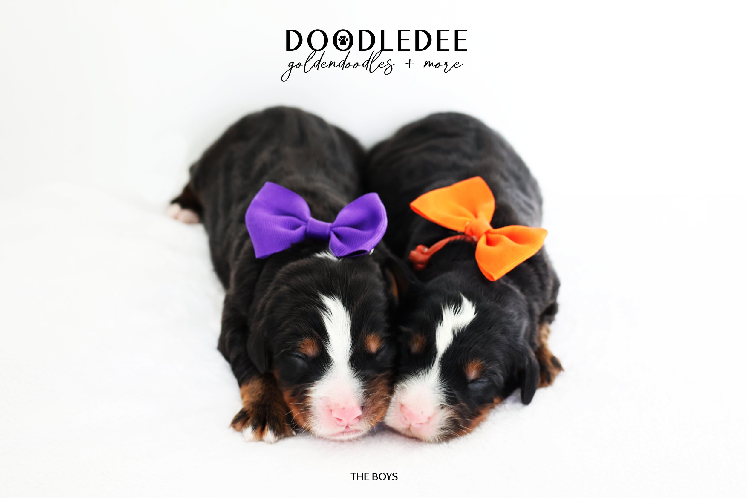 Mini Bernedoodle | Medium Bernedoodle | Standard Bernedoodle