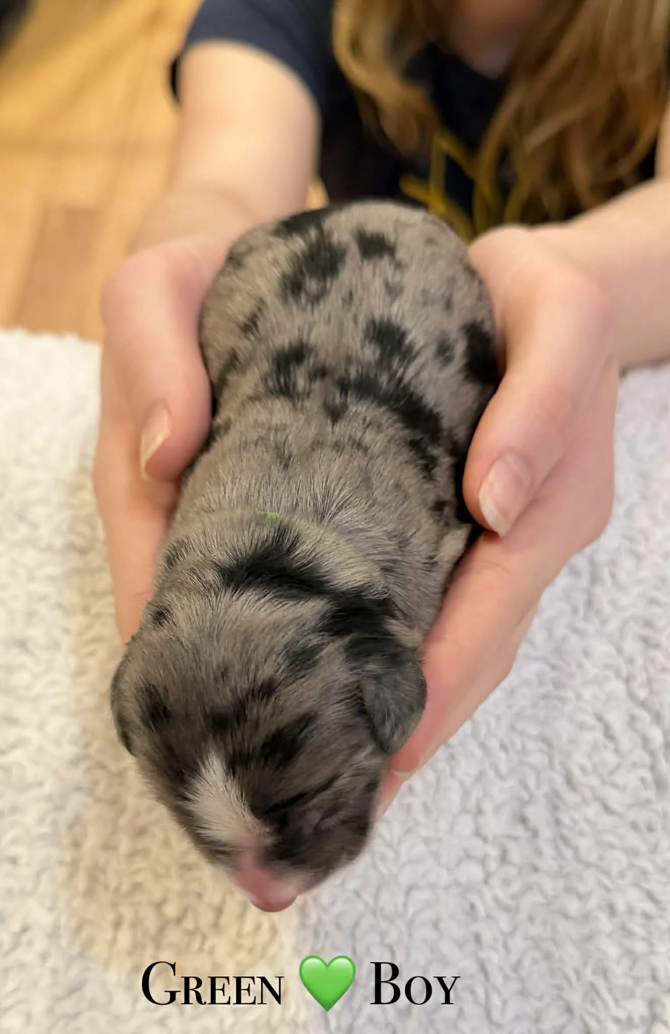 Merle Bernedoodle puppies