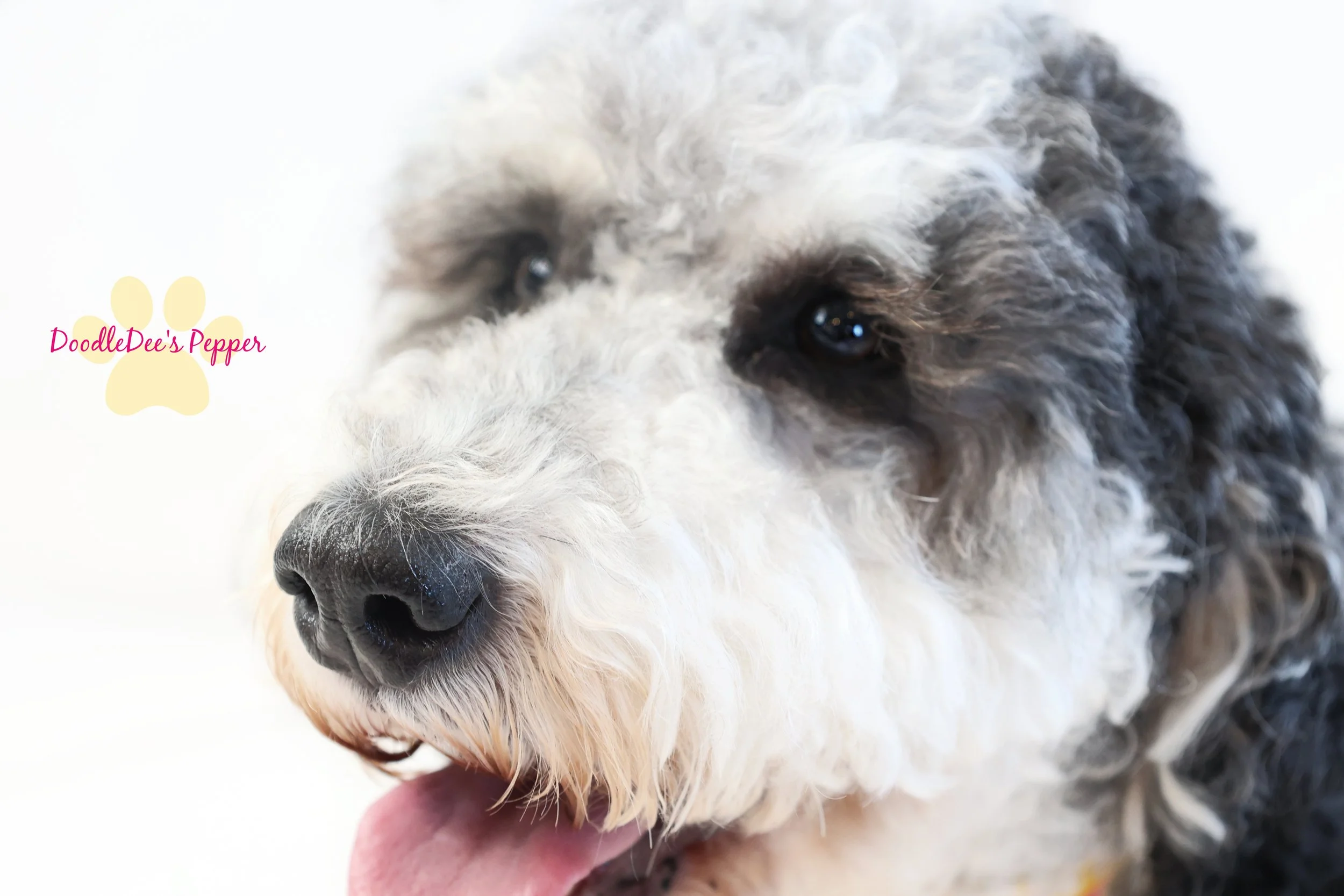Pepper- Mini Bernedoodle