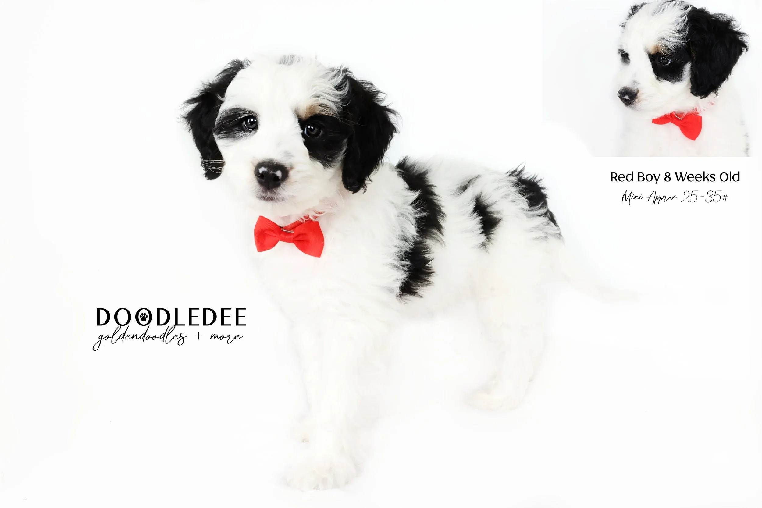 Mini Bernedoodle AVAILABLE $2,700 SALE