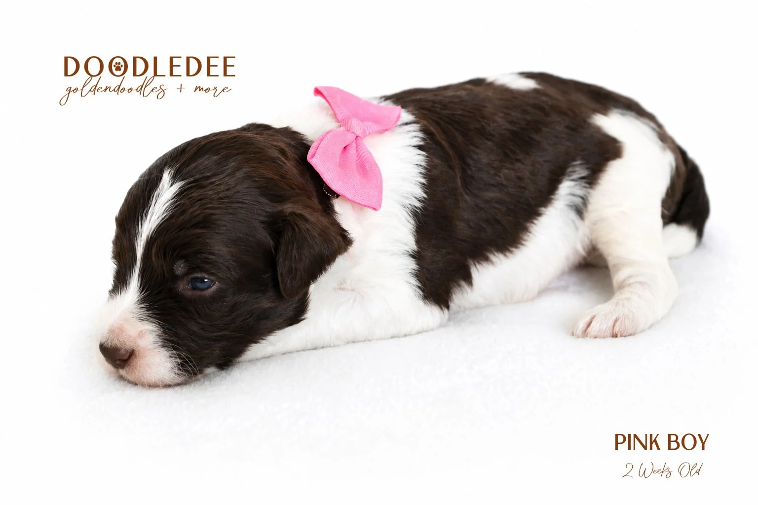 MIni English Goldendoodles