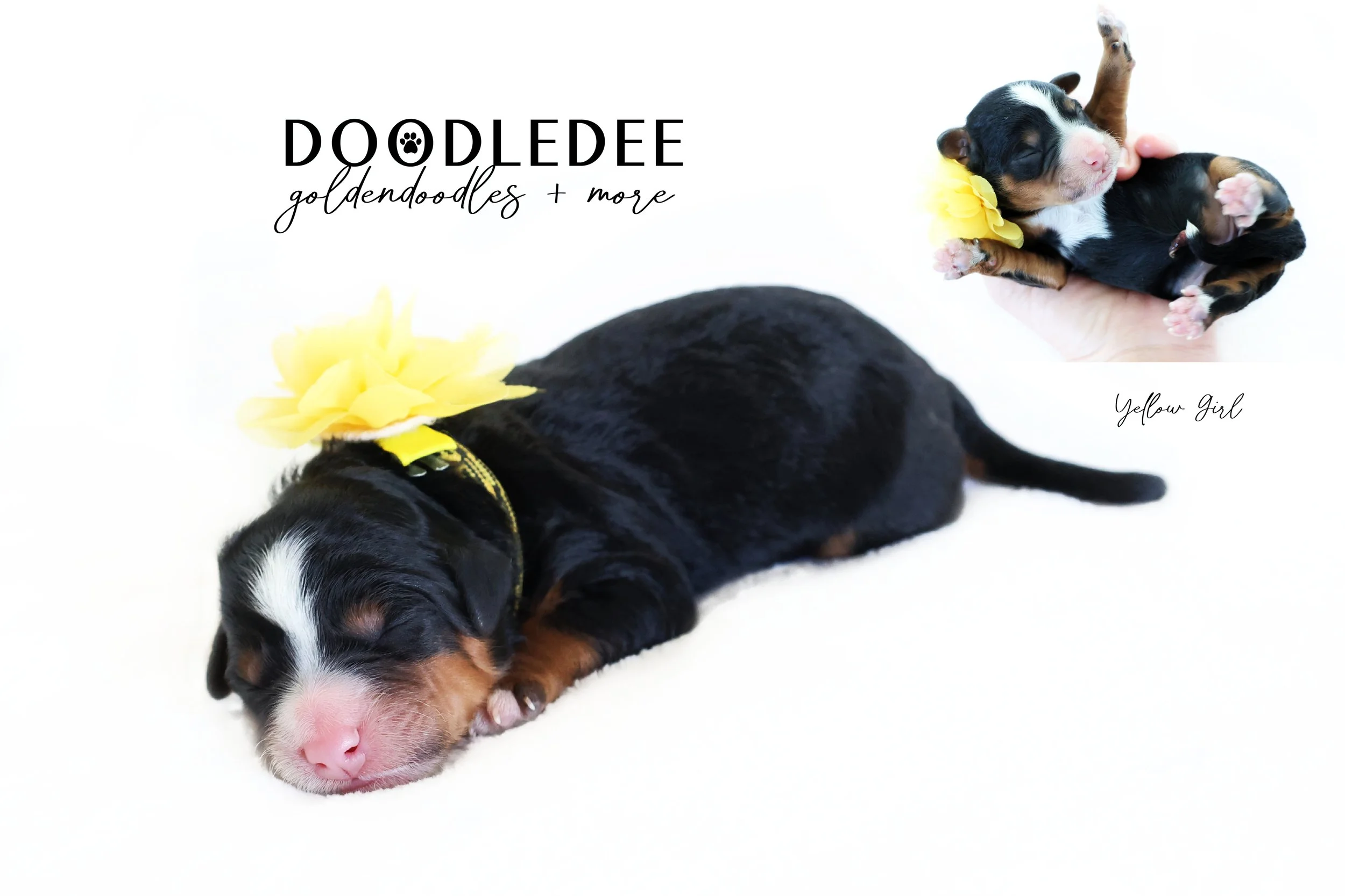 Mini Bernedoodle Puppies