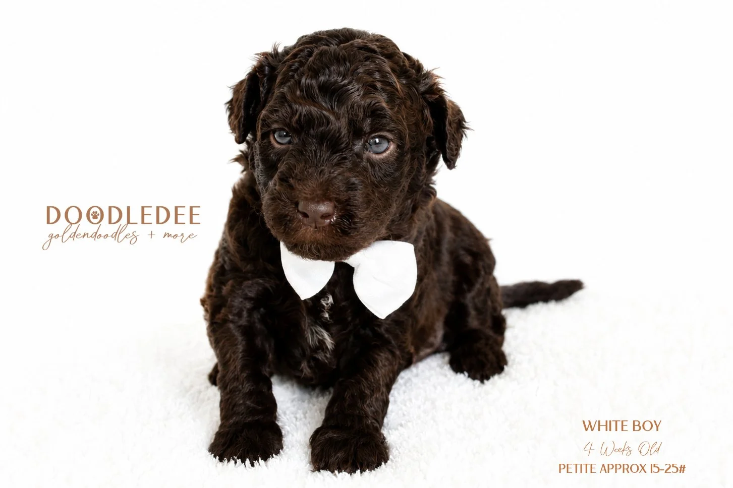 Petite English Goldendoodle Male AVAILABLE $3,500