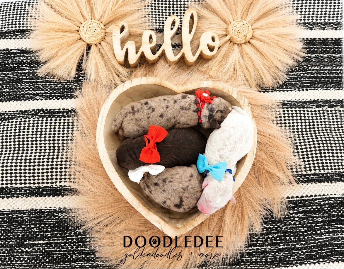 Petite English Goldendoodles