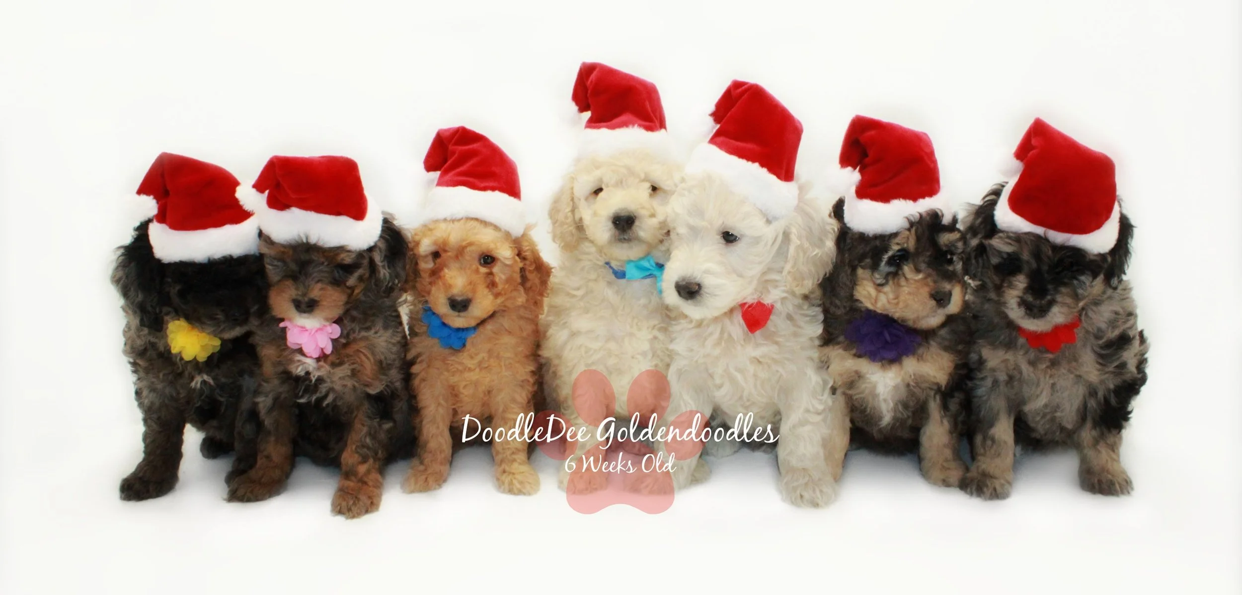 English Goldendoodle Puppies - Gazette