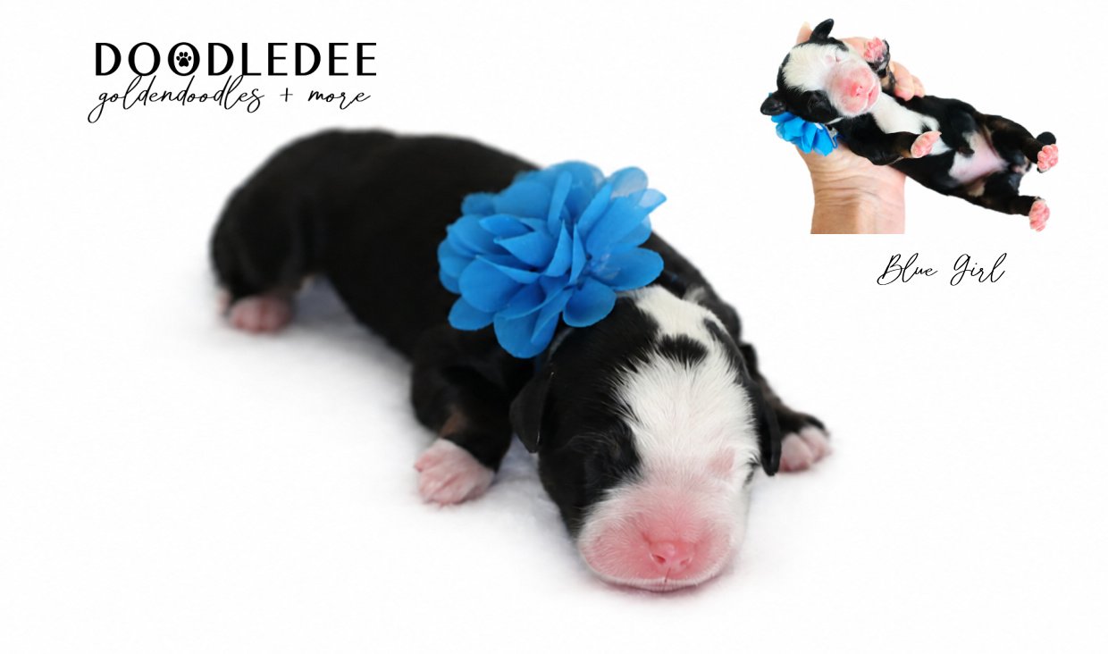 Mini Bernedoodle | Medium Bernedoodle | Standard Bernedoodle