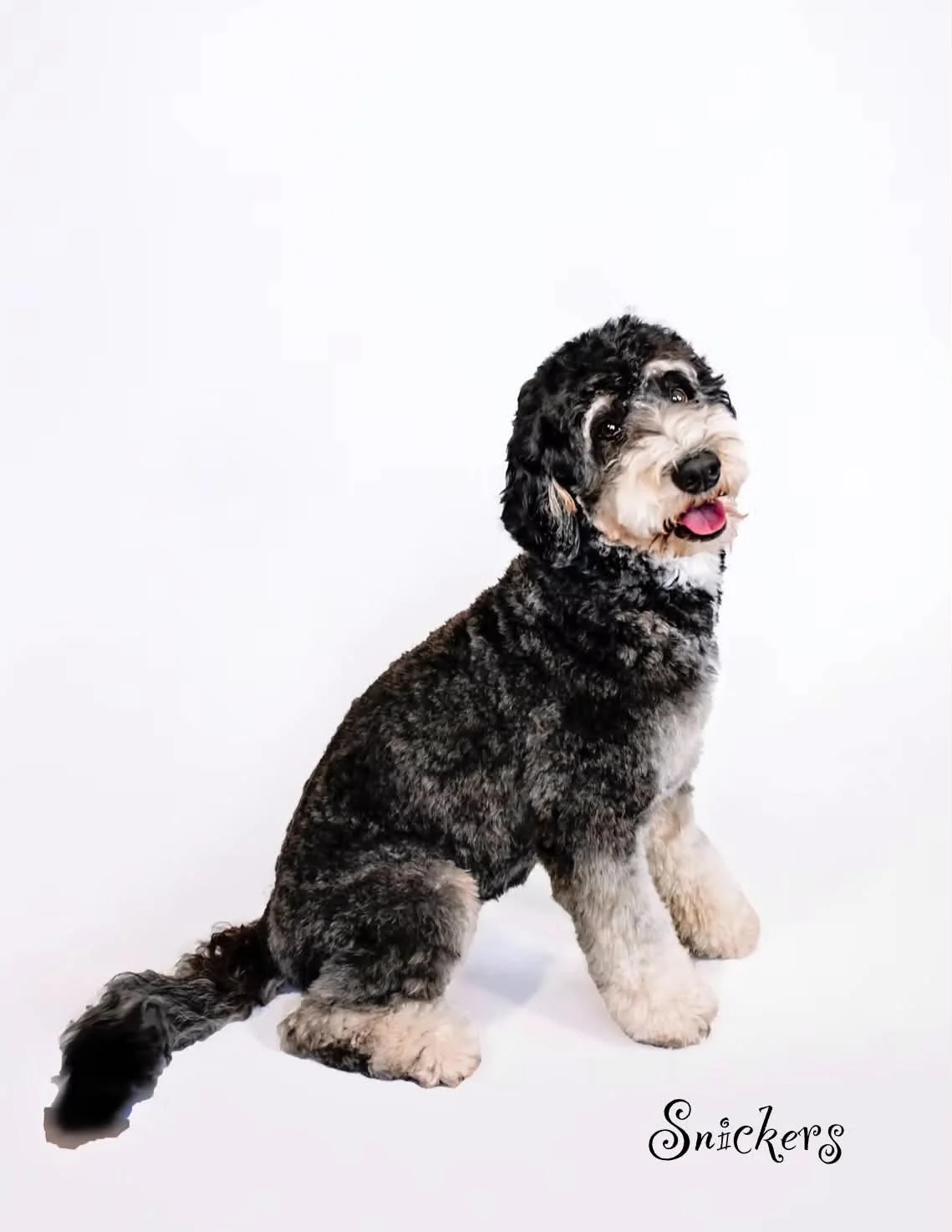 Snickers- Mini Bernedoodle