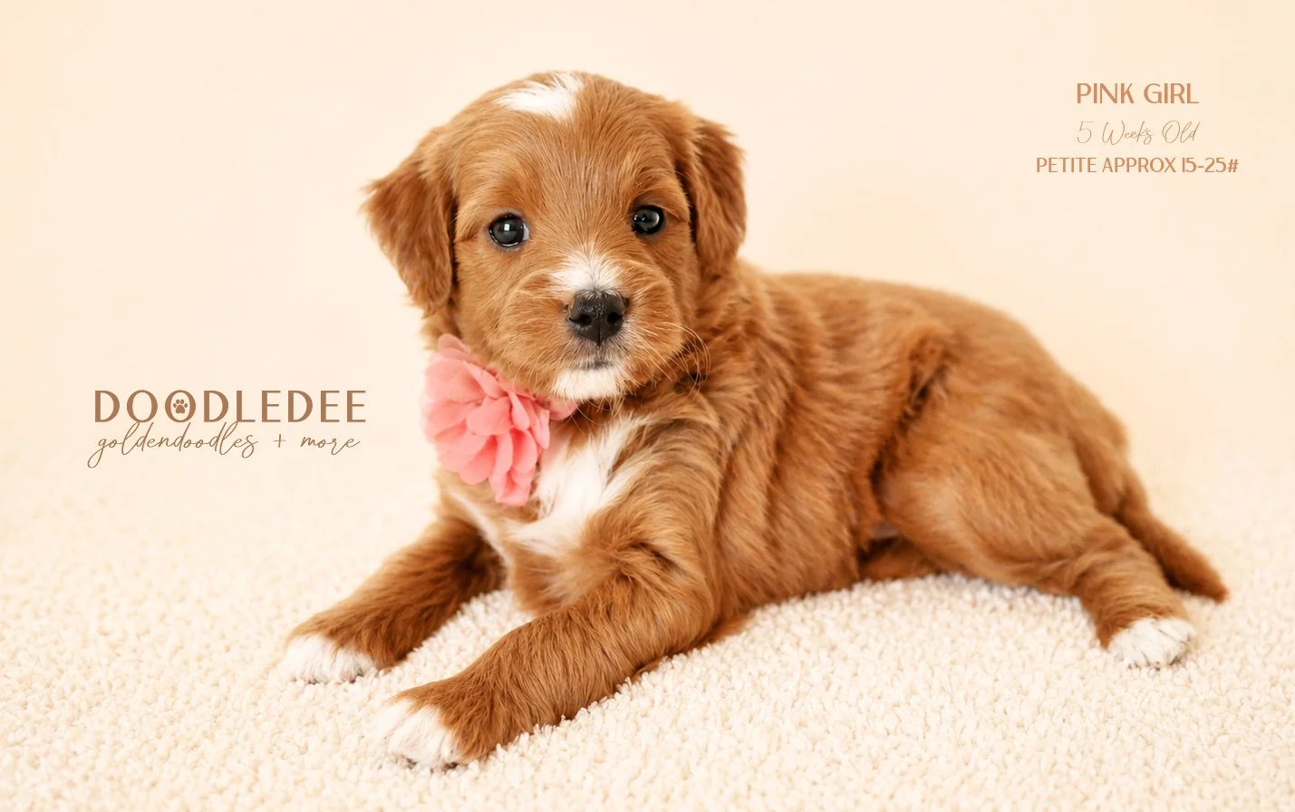 Petite English Goldendoodle AVAILABLE $3,500