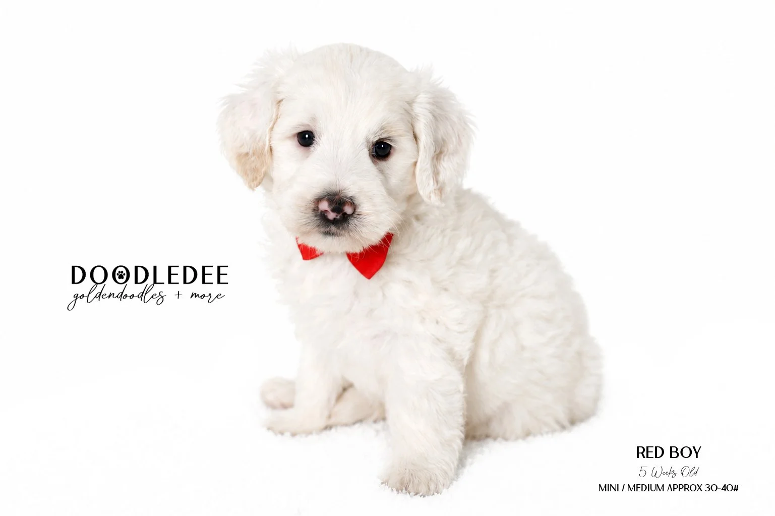 Mini Englsih Goldendoodle Male $3,000