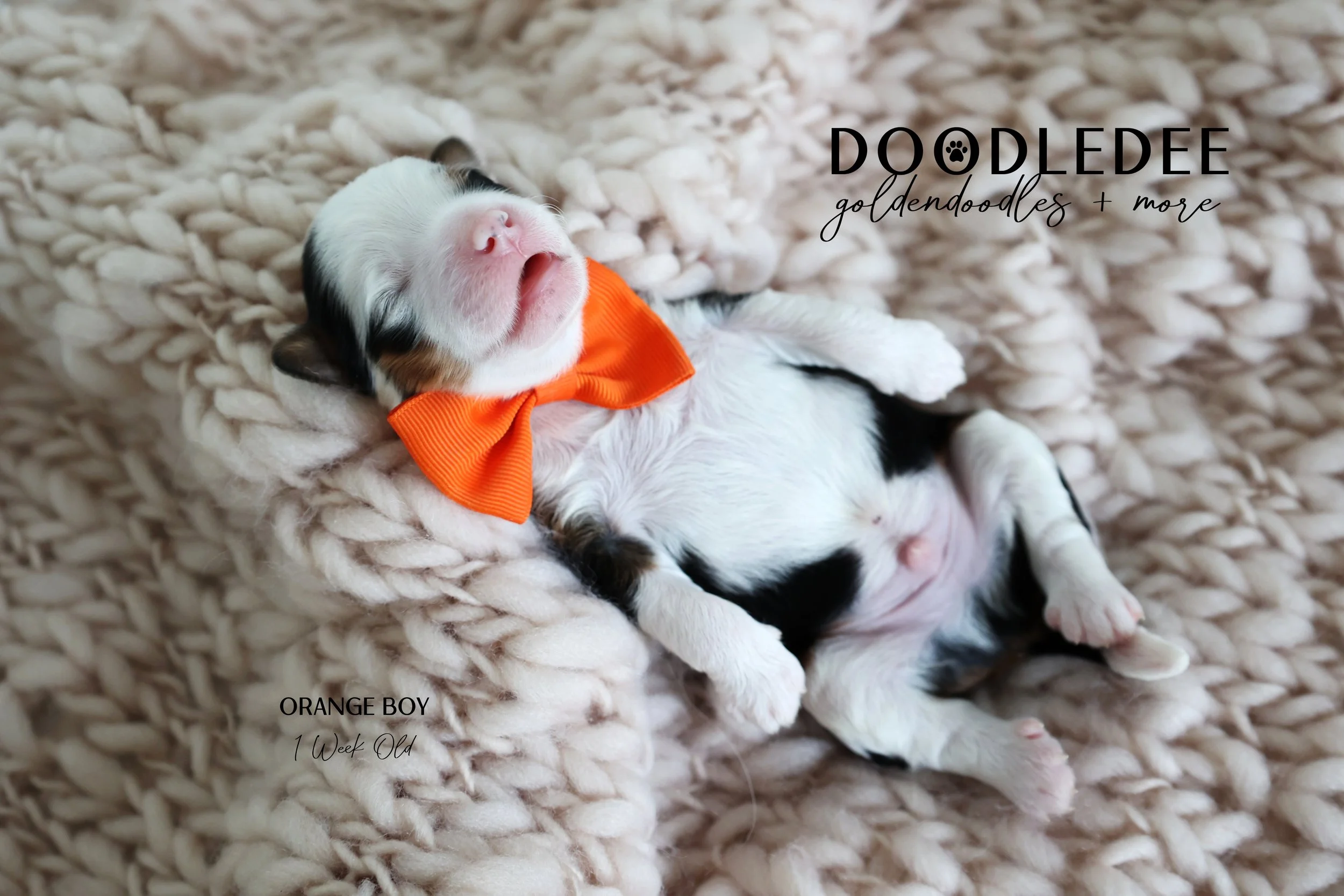 Mini Bernedoodle Puppies