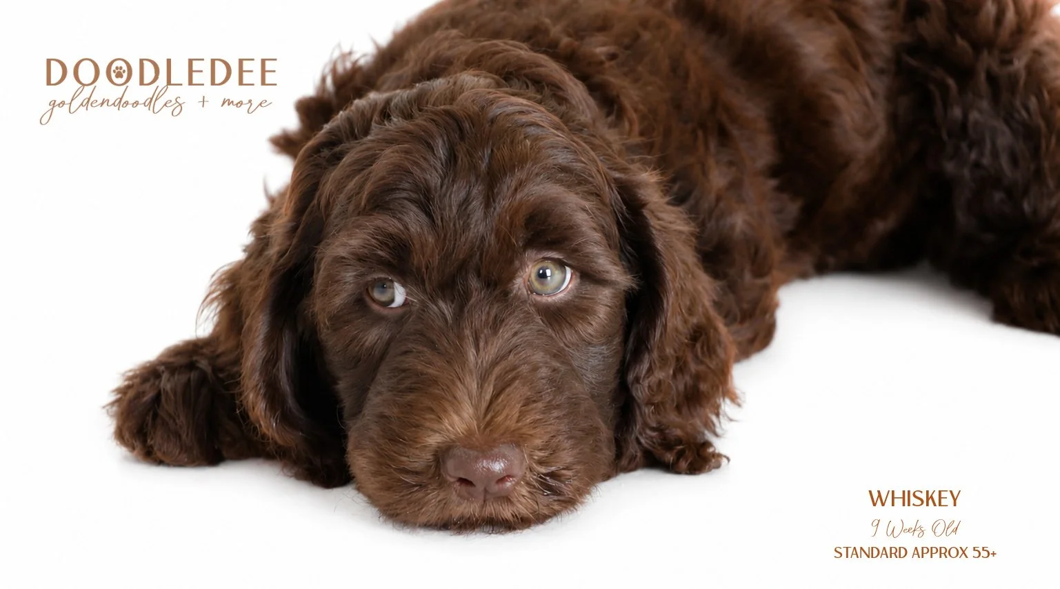 Standard English Goldendoodle AVAILABLE $2,500 SALE 