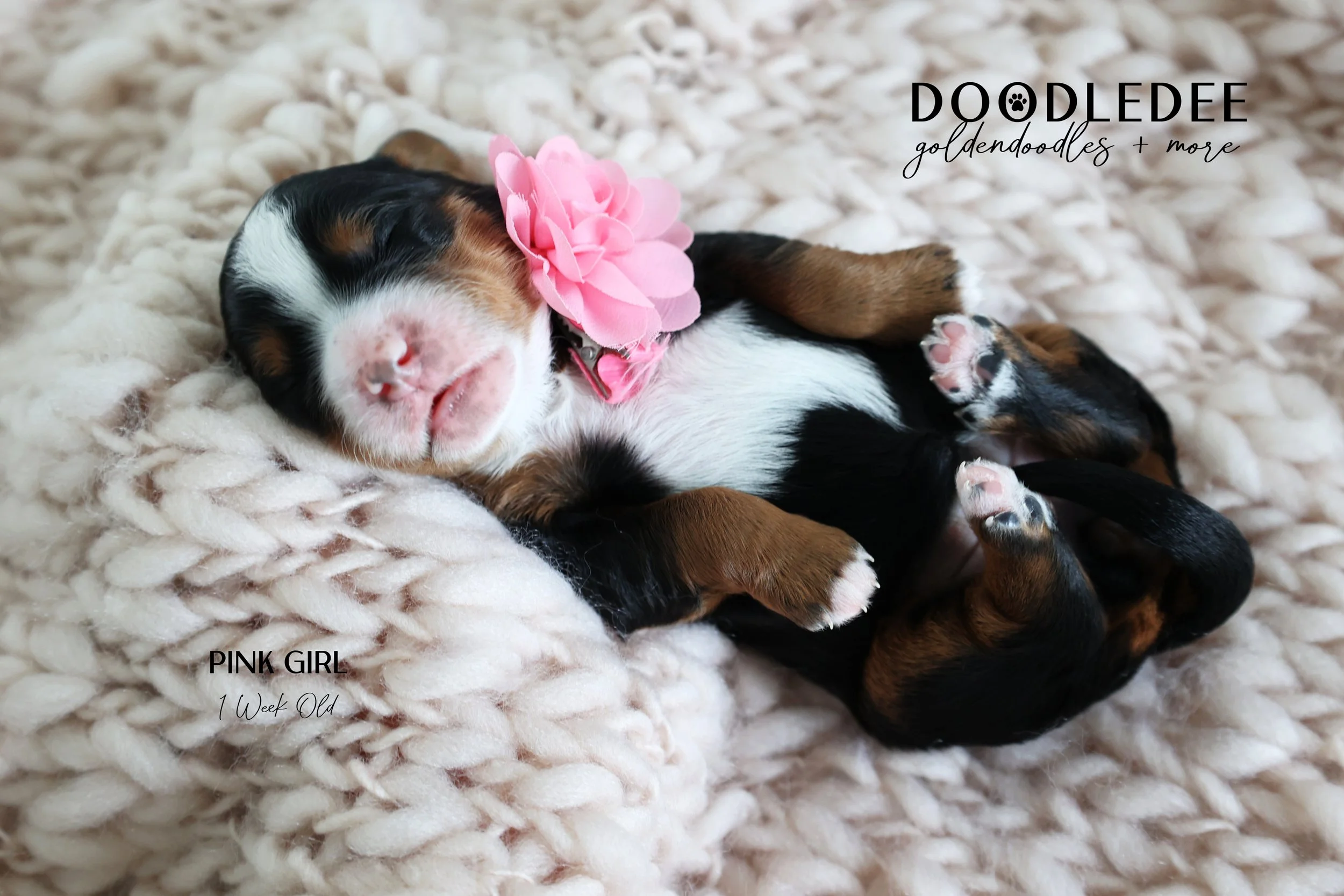 Mini Bernedoodle Puppies