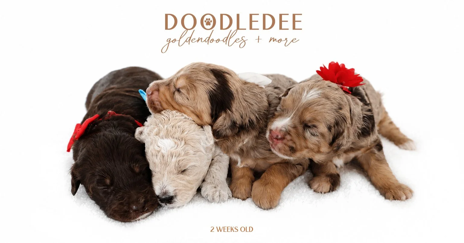 Mini English Goldendoodles