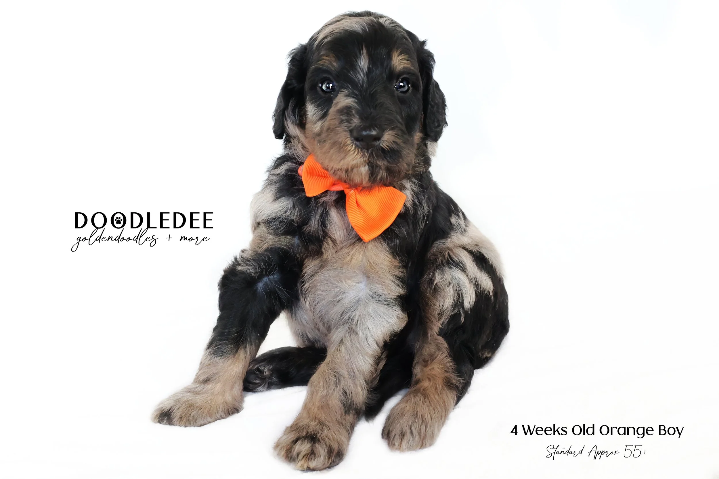 Standard Bernedoodle SOLD
