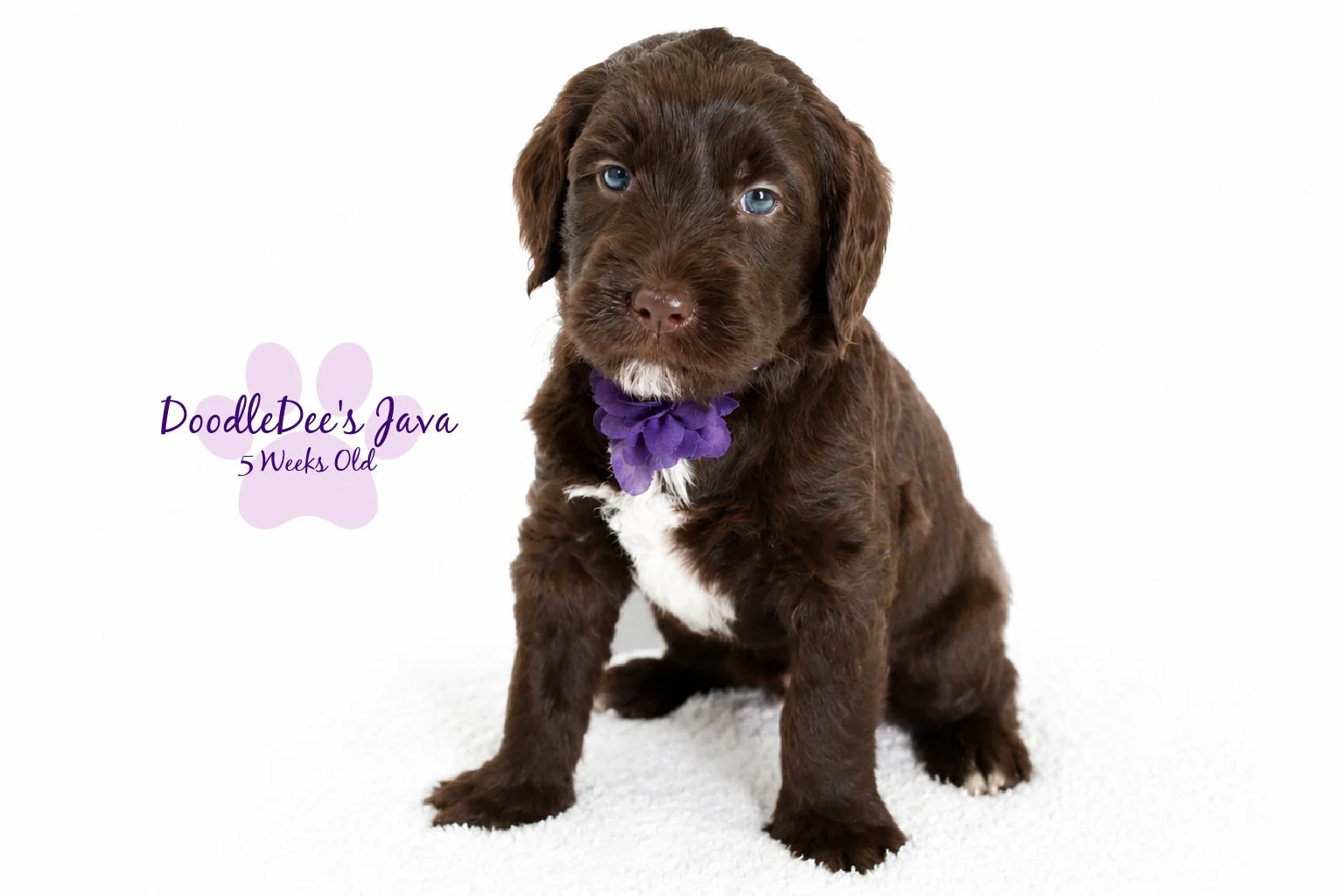 Medium English Goldendoodle Female- JAVA- GUARDIAN OPPORTUNITY