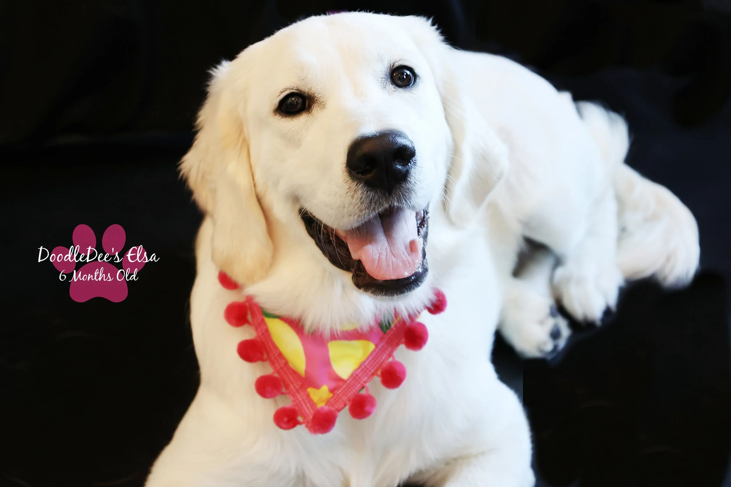 English Golden Retreiver-6 Months Old