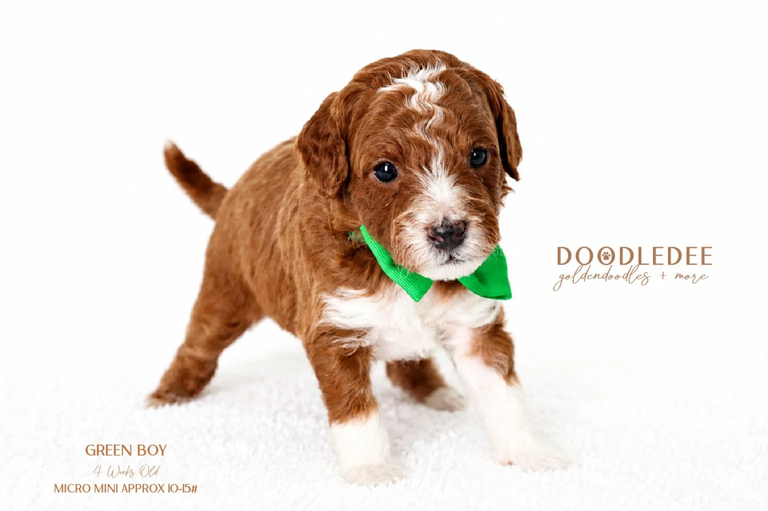 Micro English Goldendoodle SOLD