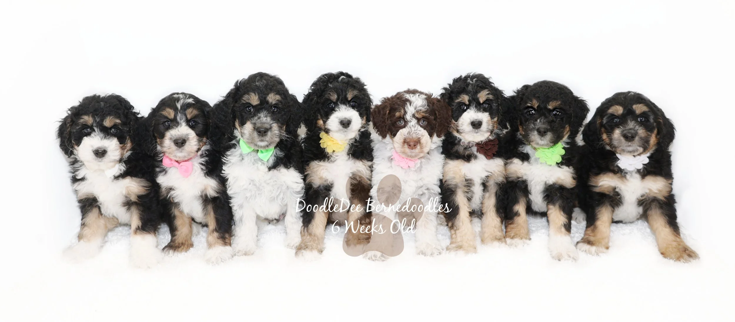 Bernedoodle Puppies- Brandy