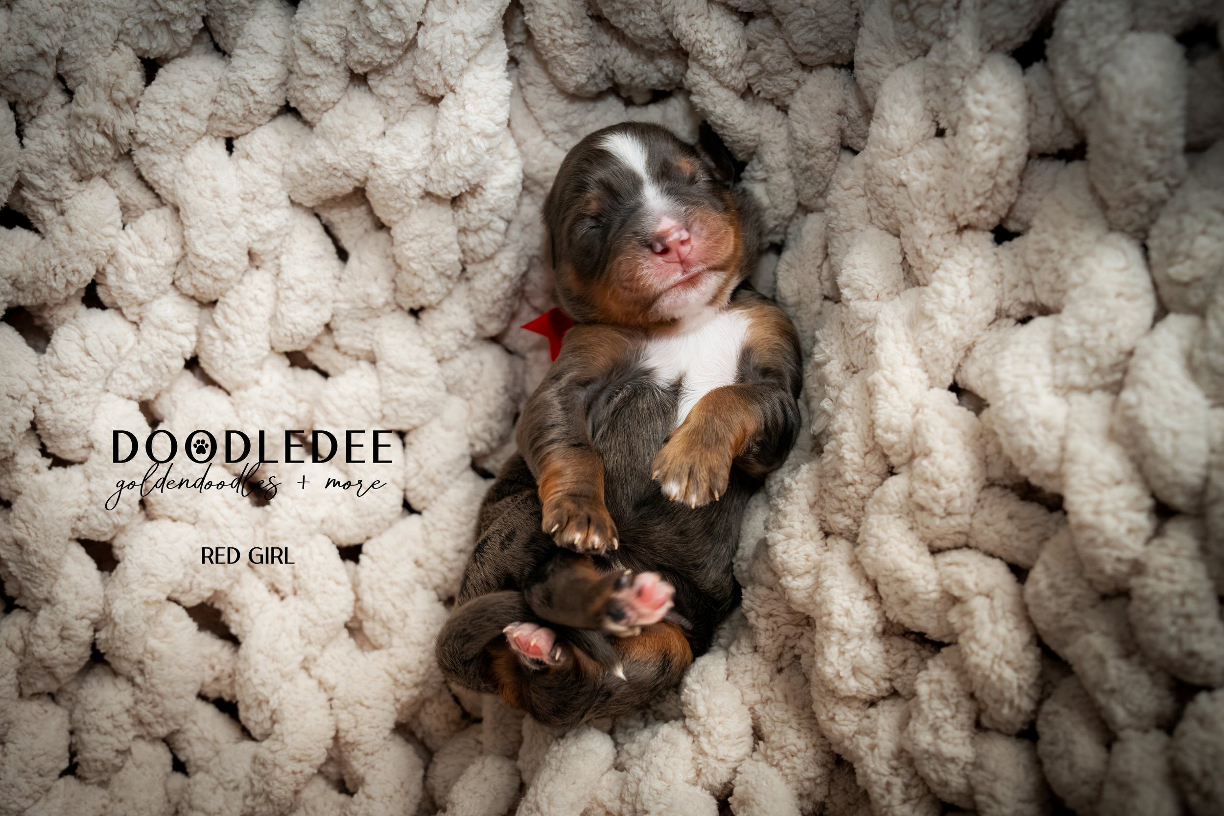 Merle Bernedoodle puppies