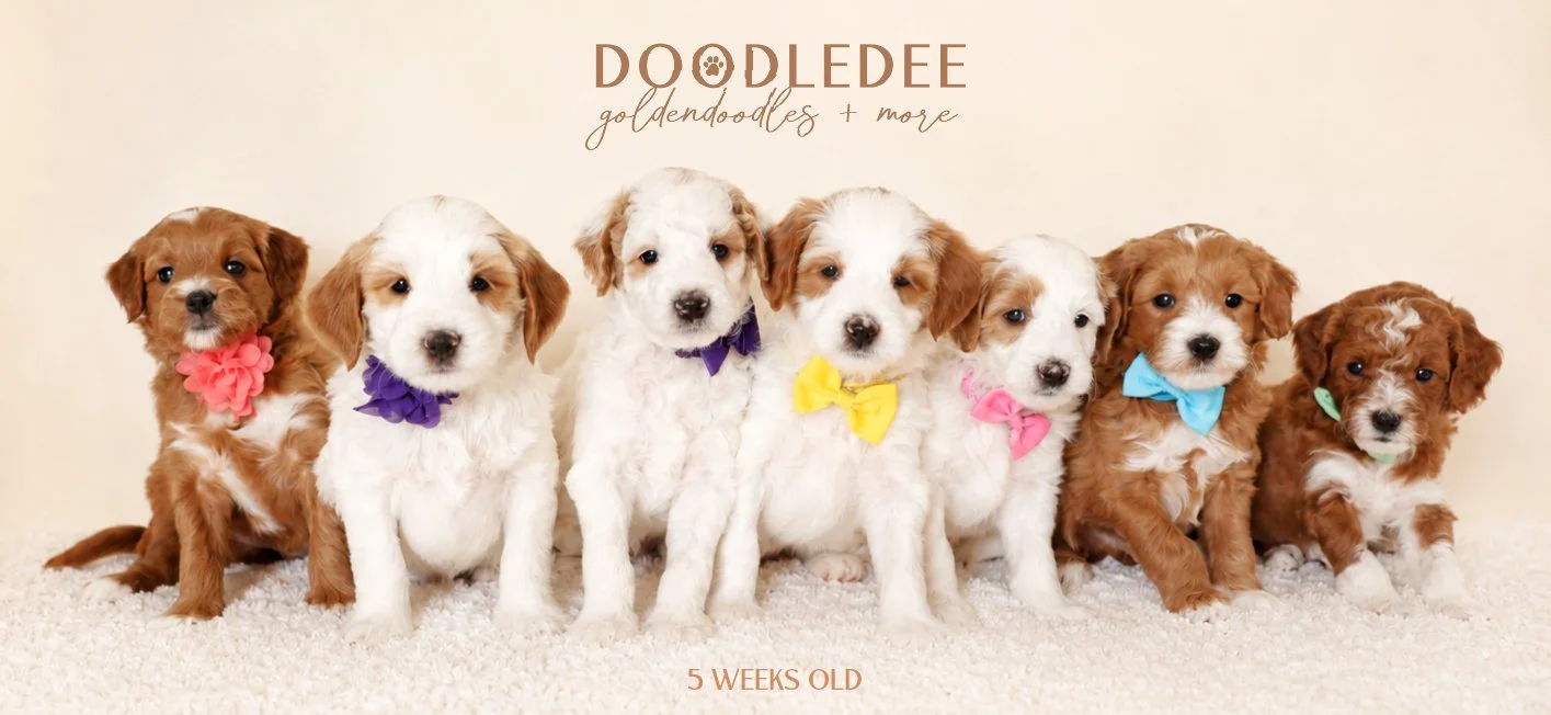 Mini English Goldendoodle Puppies